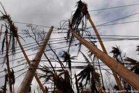 Photo of power poles tangled in palm trees